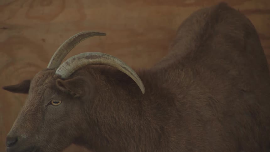 A goat moves its head around