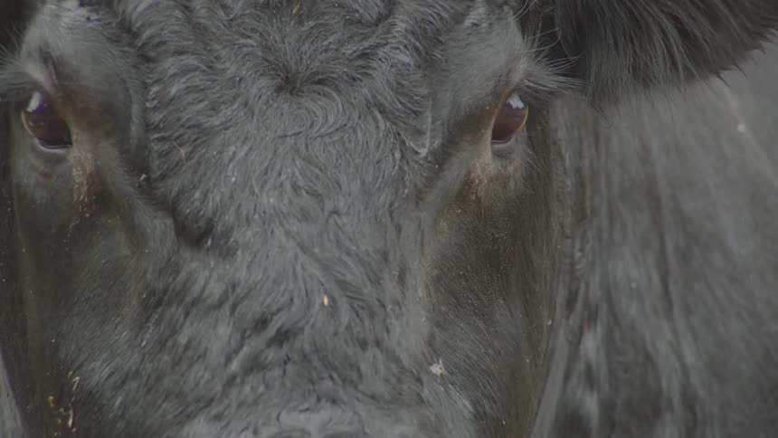 Close up of cattle with black fur