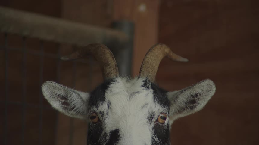 The goat is standing in the barn