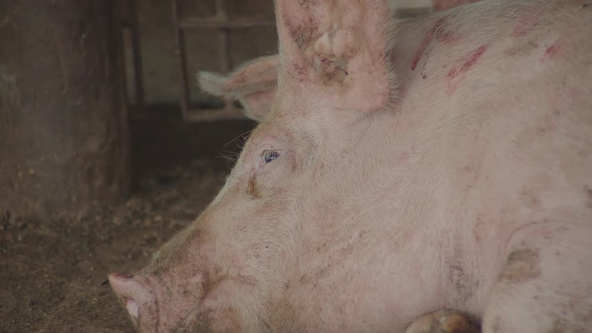 A pig lying down
