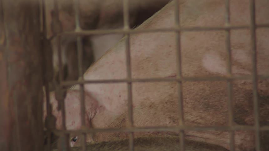 Pig inside a fence