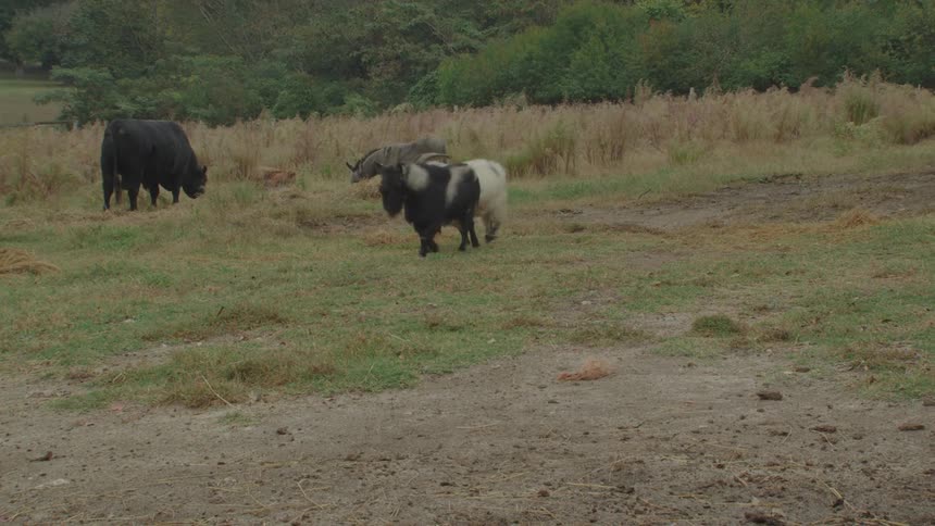 Goats walk together as the cow grazes