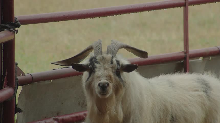The goat is standing on the farm