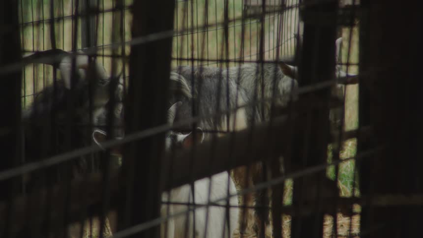 Some goats in a pen