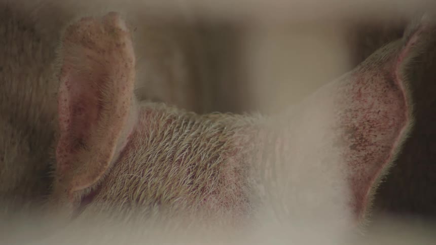 Closeup on pig ears while the animals move around in their pen