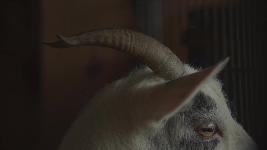 The white goat is behind a cage