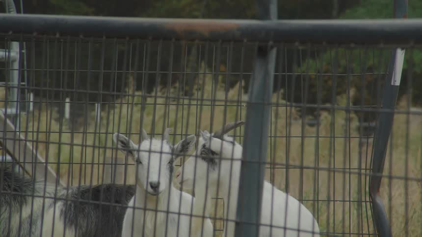 Two goats are visible behind a metal fence looking around