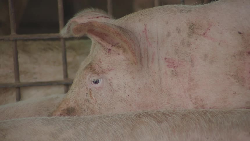 Side portrait of a pig inside a cage
