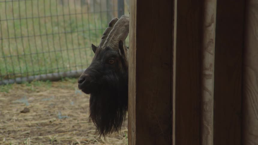 The mountain goat is peeking its head around the corner