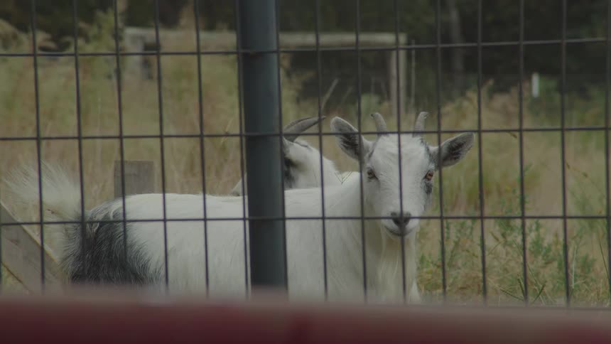 A couple goats in a pen