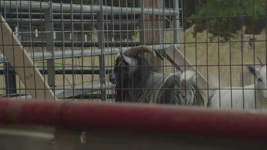 The mountain goat is moving around behind the fence