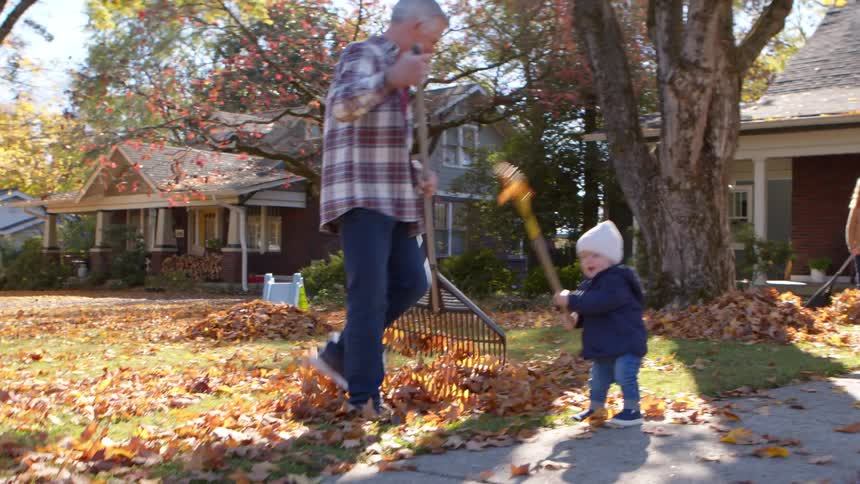An elderly man rakes the yard with a rake while his toddler grandson plays with a small rake and the mother rakes leaves on the other side of the yard at midday