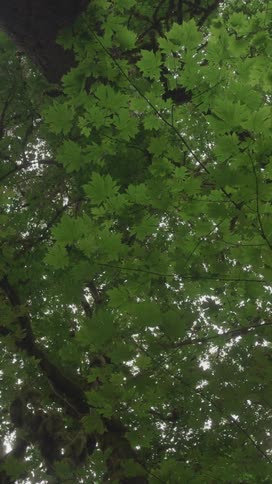 A lush green tree