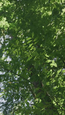 Bright green leaves fill the frame as sunlight filters through a lush forest canopy