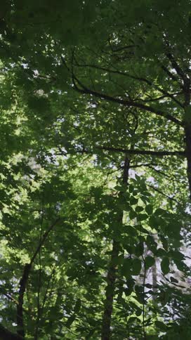 A canopy of bright green leaves is seen from below with sunlight filtering through the foliage