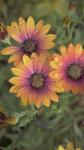 Three vibrant yellow and pinkorange flowers covered in tiny water droplets are seen in a closeup against a soft green background