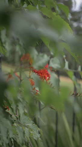 A vibrant red flower is partially obscured by overlapping green leaves