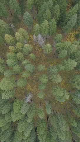 Flying over a forest