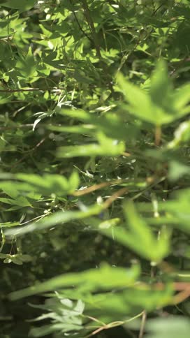 A closeup view shows a field of green leaves with some in sharp focus and others blurred in the background