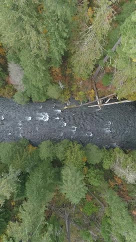 Aerial top view of a fast flowing river through a dense forest tall conifer trees