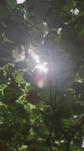 A dense canopy of vibrant green leaves is backlit by dappled sunlight