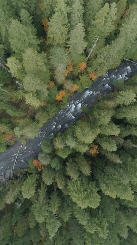 Rushing river passes through a forest during an autumn day