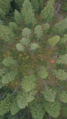 Rising up above a forest