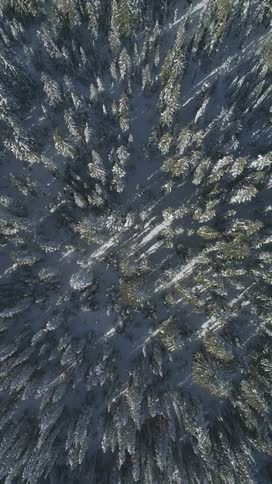 Coniferous forest with snow