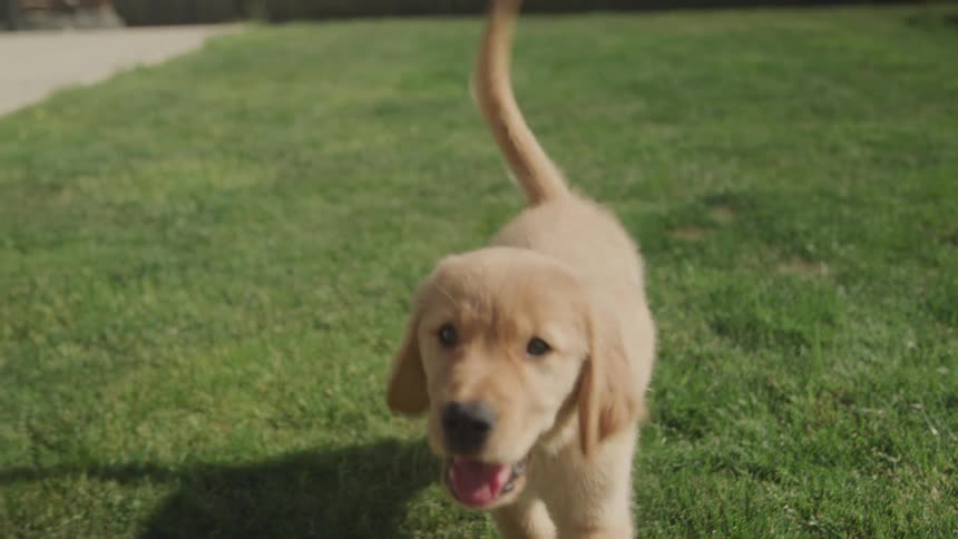 A puppy runs across a yard toward a person at midday