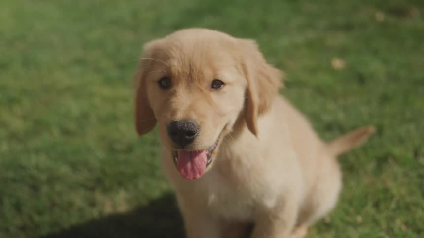 A puppy sitting on the grass on a sunny day stands up and walks forward