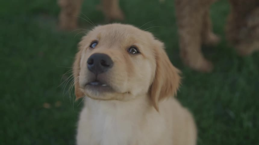 A golden retriever puppy stares wideeyed at the camera while sitting on grass
