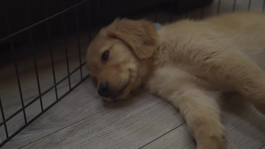 Puppy dog lying down