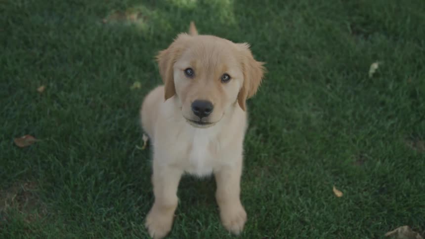 Top view of a dog sitting on the grass