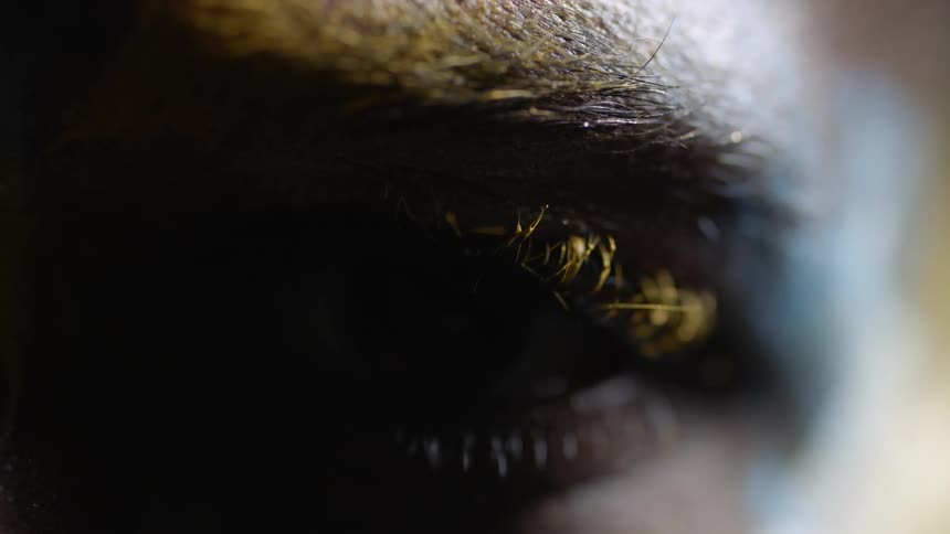 A human eye stares wide open