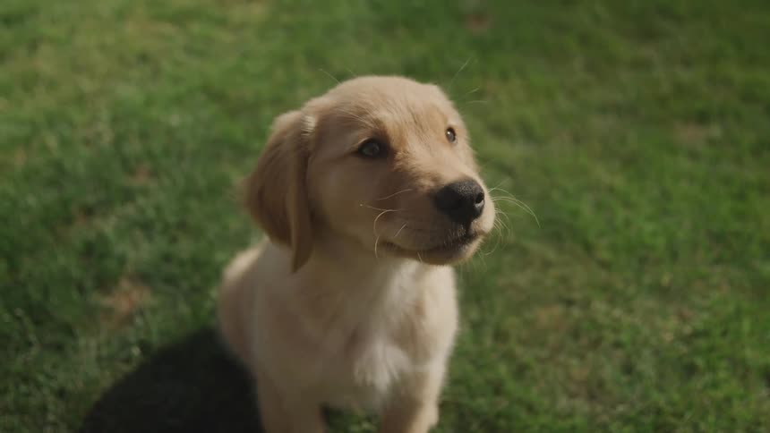 A person feeds a treat to a retriever as it sits outdoors on a lawn during daytime