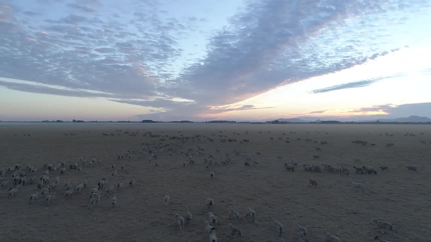 A large herd of sheep moves across an expansive dry plain during dawn under a dramatic sky