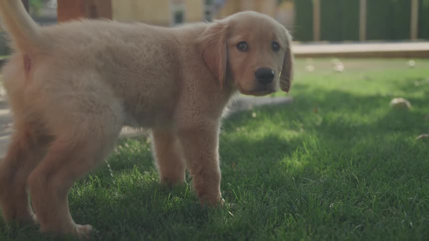Puppy peeing on the grass