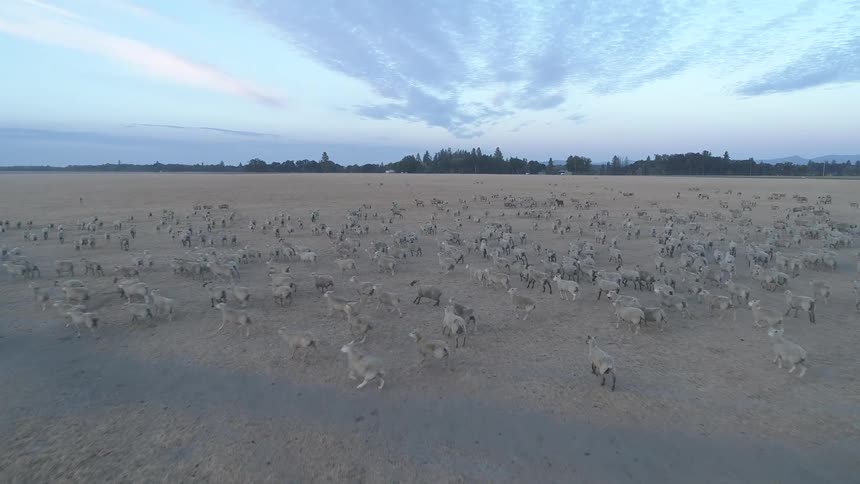Large agricultural field with thousands of sheep