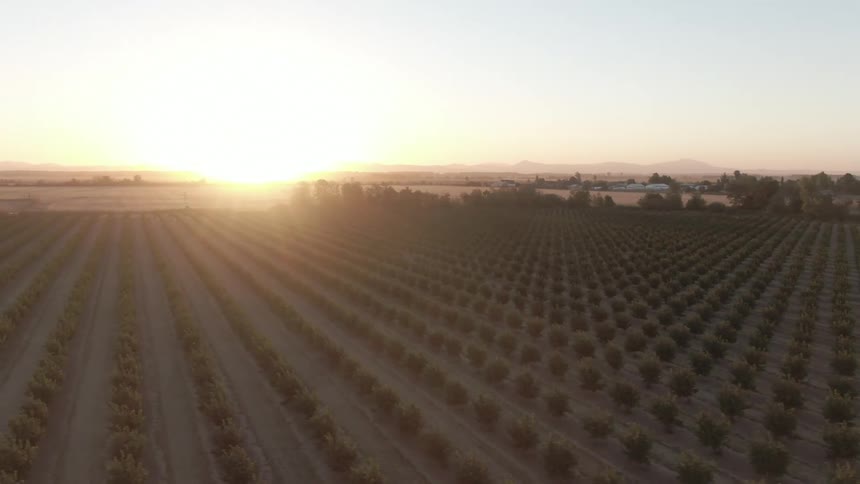Scenery of an agricultural field and sunrise on the horizon