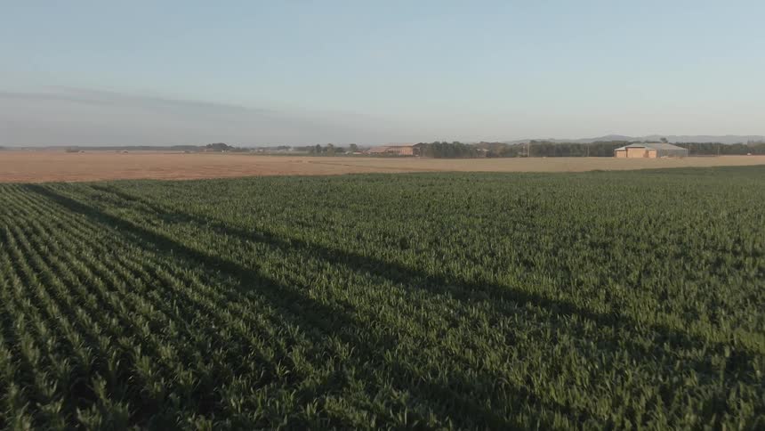Low aerial perspective over rows of green crops in a planted field contrasted beside a brown unplanted field with scattered buildings and a blue sky in the background