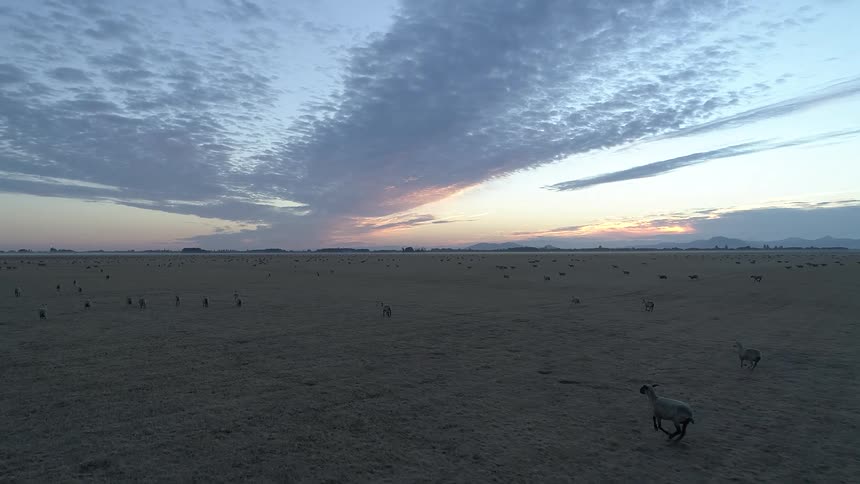 Sheep running across a vast field at dawn