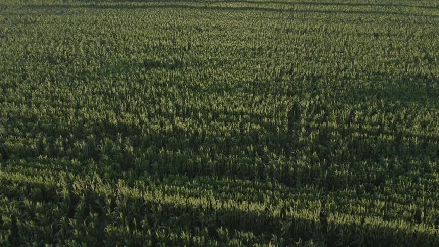 Aerial view of a lush green crop field with neat rows under daylight