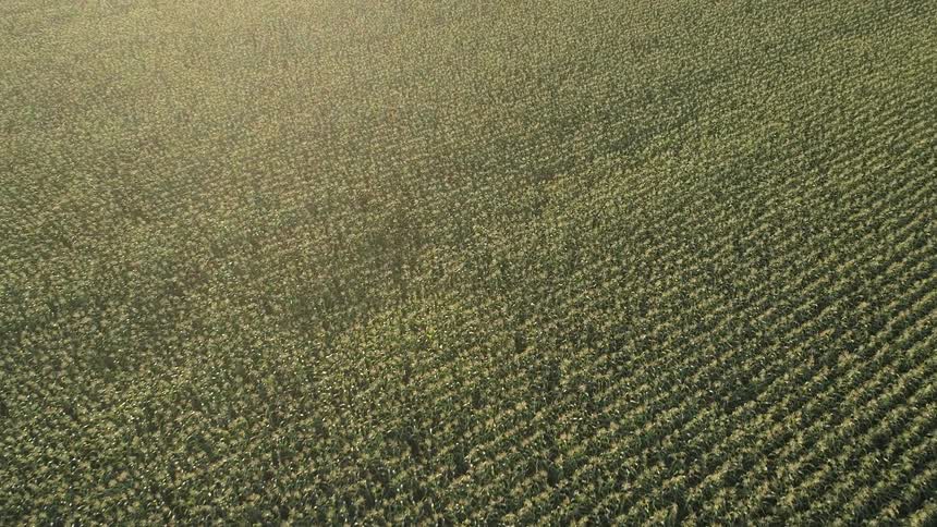 Aerial view over a large field of crops with rows of green plants moving around and creating wave patterns in the wind