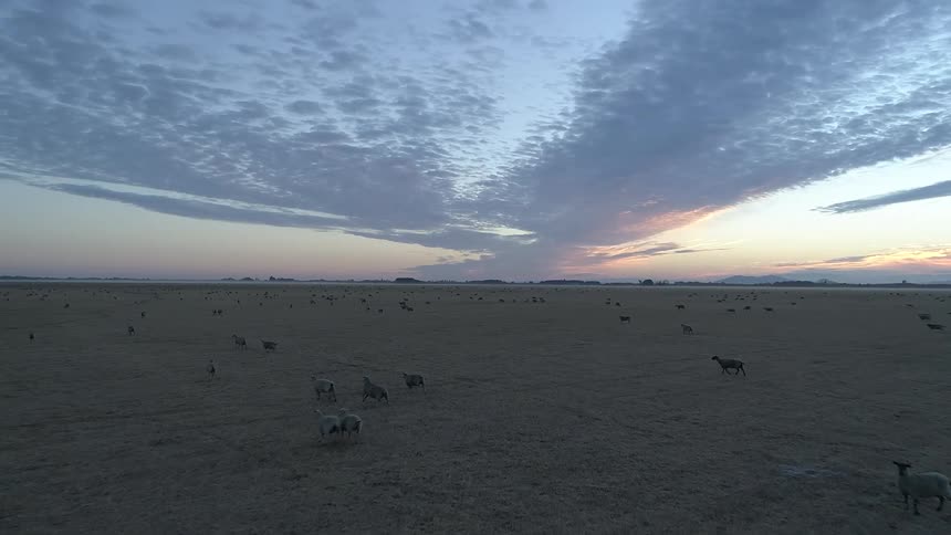 An aerial view captures numerous sheep scattered across a vast flat field under a wide sky with scattered clouds and hints of a sunset