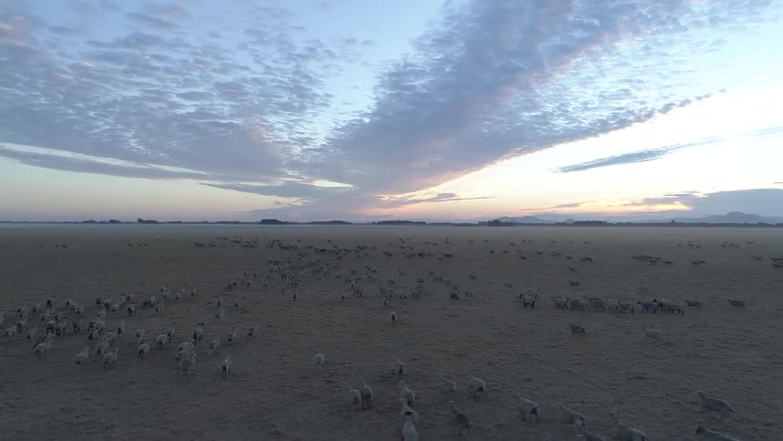 A large herd of animals moves across an open plain under a dramatic cloudy sky at dawn