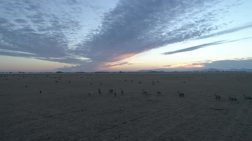 A wide aerial view shows a herd of zebras scattered across open plains during sunset