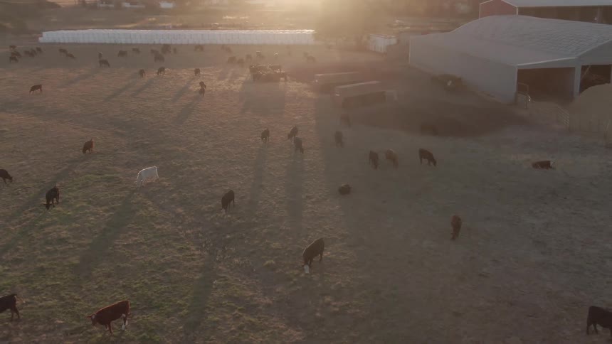 Aerial view of a cattle farm at sunset with cows grazing near a barn structure casting long shadows