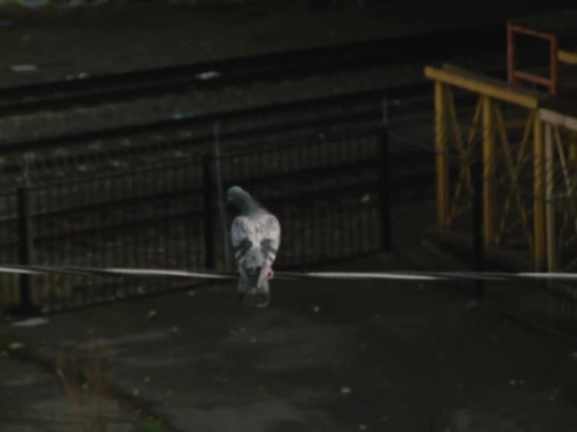 Pigeon perches on a wire in the air outdoors during daytime
