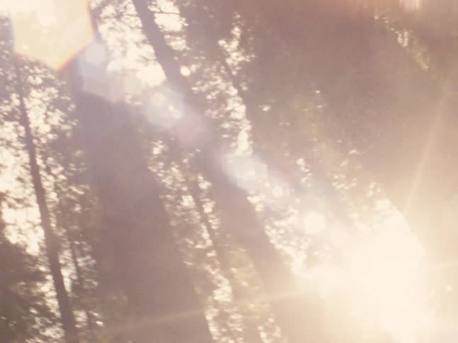 Sunlight is shining down on the trees in a wooded forest