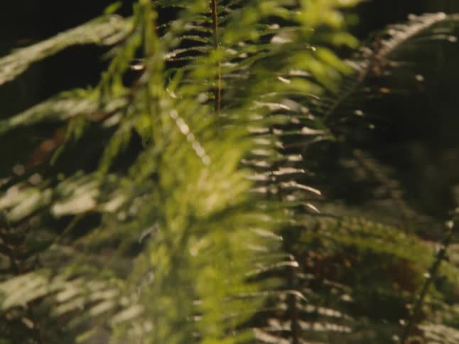 A series of plant leaves in the forest illuminated by sunlight at midday